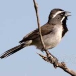 image of black_throated_sparrow #11