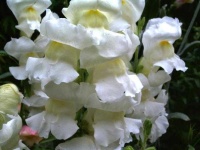 image of flower