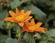 image of flower