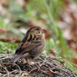 image of animal
