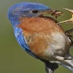 image of bird