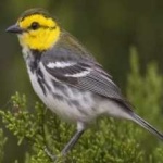 image of bird