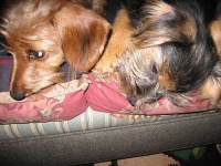 image of norfolk_terrier