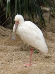 image of spoonbill
