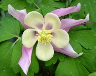 image of columbine #17