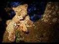 image of jaguar_car