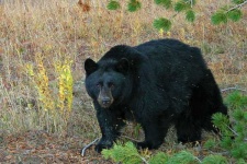 image of american_black_bear