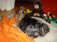 image of silky_terrier #10