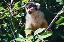 image of squirrel_monkey