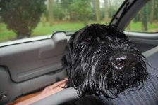 image of giant_schnauzer