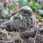 image of bird