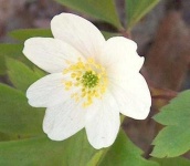 image of flower