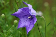 image of flower