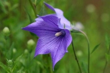 image of balloon_flower #0