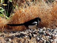 image of magpie