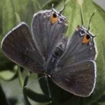 image of animal