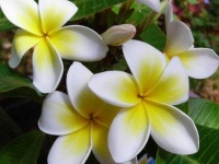 image of flower