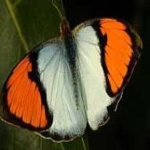 image of animal