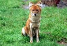 image of dhole