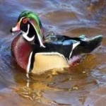 image of bird