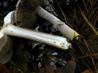 image of agaricus #15