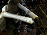 image of mushrooms