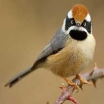 image of bird