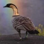 image of bird