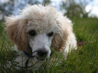image of miniature_poodle