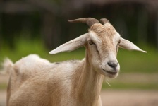 image of animal
