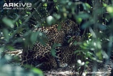 image of jaguar_car
