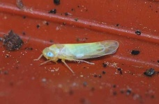 image of leafhopper #10