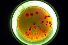 image of petri_dish