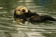 image of otter