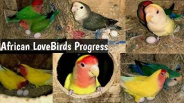 image of lovebird