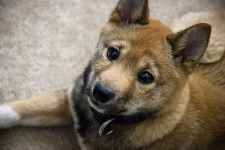 image of animal