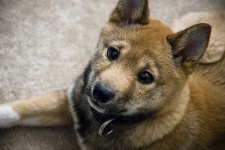 image of shiba_inu #2