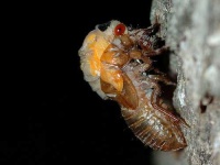 image of cicada