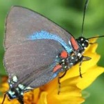 image of butterfly #15