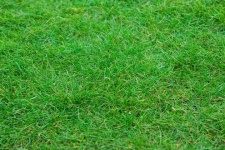 image of grass