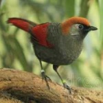 image of bird