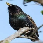 image of bird
