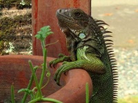 image of common_iguana