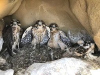 image of falcon
