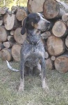 image of bluetick