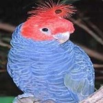 image of bird