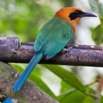image of bird
