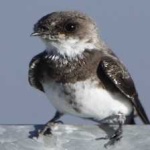 image of bird