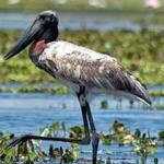 image of bird