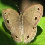 image of animal